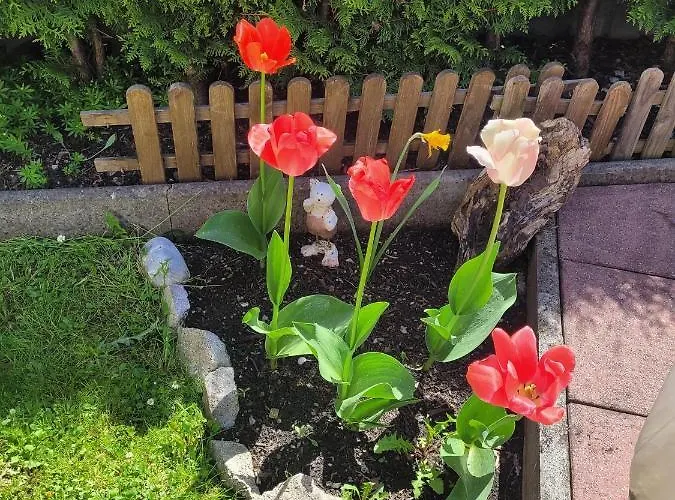 Appartement Schatz *